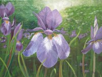 Blue Violet